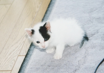 千葉中央店の飼い猫愛ちゃん（幼少期③）