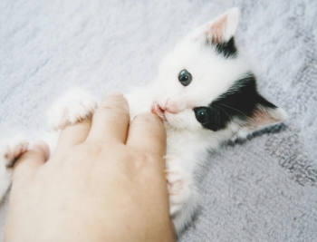 千葉中央店の飼い猫愛ちゃん（幼少期③）