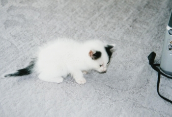 千葉中央店の飼い猫アイちゃん⑥