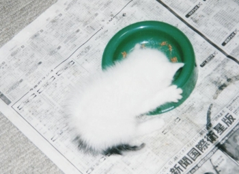 千葉中央店の飼い猫愛ちゃん（幼少期②）