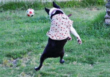 サッカー犬