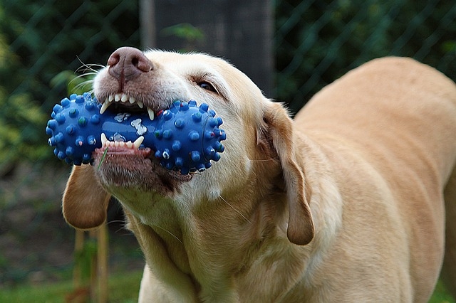 犬の 噛み癖 を直すには ペットシッターsos 全国展開のペットシッターサービス