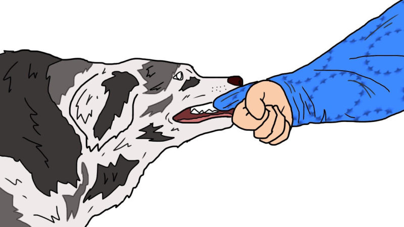 犬の 噛み癖 を直すには ペットシッターsos 全国展開のペットシッターサービス