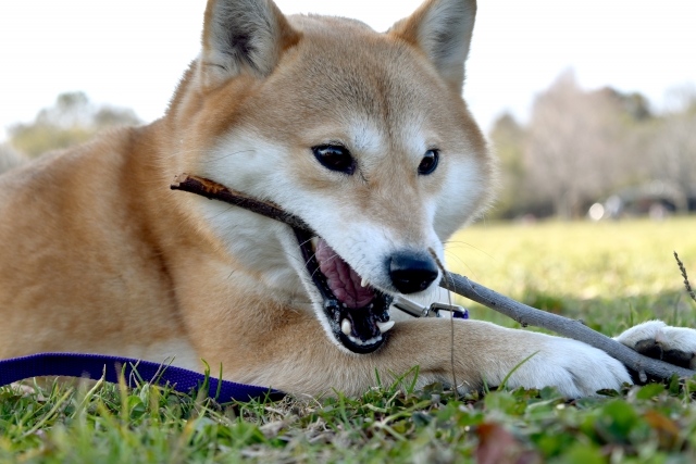 犬を怖がる人ほど犬に噛まれやすい ペットシッターsos 全国展開のペットシッターサービス