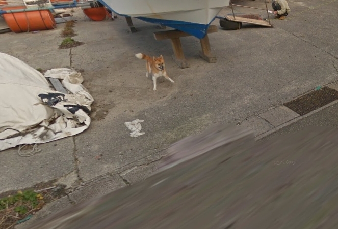 ストリートビューに映る犬の顔にモザイクが ペットシッターsos 全国展開のペットシッターサービス