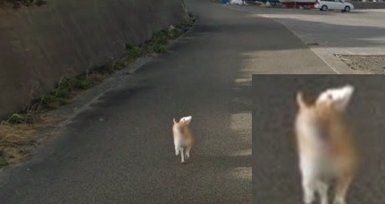 ストリートビューに映る犬の顔にモザイクが ペットシッターsos 全国展開のペットシッターサービス