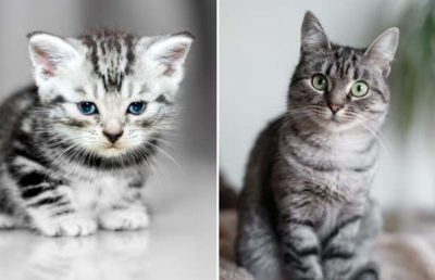 子猫時代 と成長後の 成猫時代 を比較した写真が凄い ペットシッターsos 全国展開のペットシッターサービス