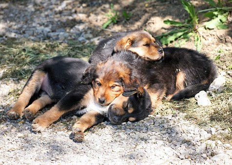 癒される 可愛い動物の赤ちゃんたち ペットシッターsos 全国展開のペットシッターサービス