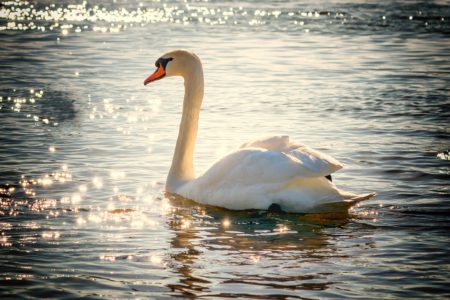 イギリスの女の子の願い 白鳥を飼いたい ペットシッターsos 全国展開のペットシッターサービス