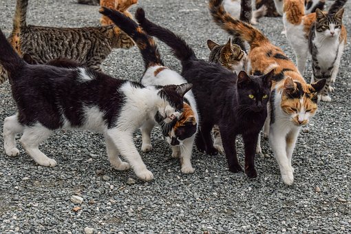 犬と猫のトリビア ペットシッターsos 全国展開のペットシッターサービス