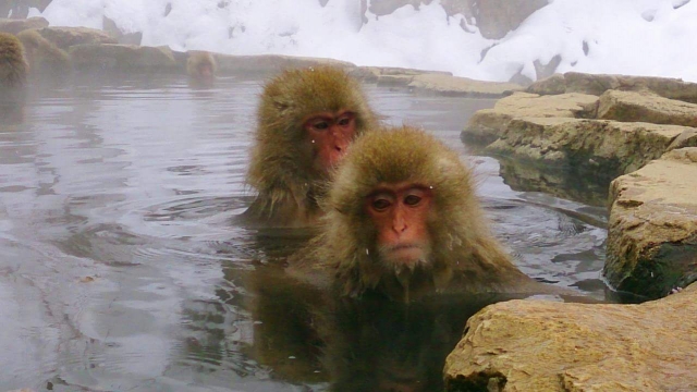 温泉に入る猿たちはなぜ湯冷めしないのか ペットシッターsos 全国展開のペットシッターサービス