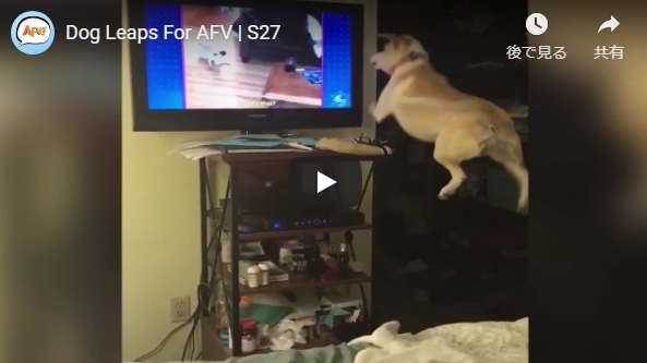 テレビの世界に飛び込む 犬の動画 ペットシッターsos 全国展開のペットシッターサービス テレビの世界に飛び込む 犬の動画 ペットシッターsos 全国展開のペットシッターサービス