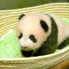 上野の赤ちゃんパンダ、名前は「シャンシャン（香香）」：朝日新聞デジタル